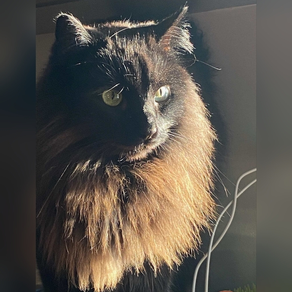 Meet your Posher, Claire - Picture 1 of 1